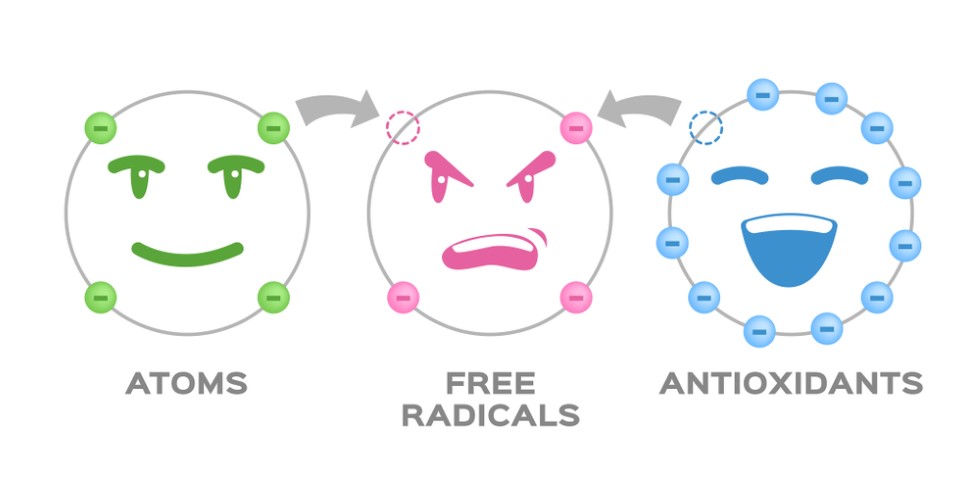 Illustration showing how antioxidants protect us from free radicals