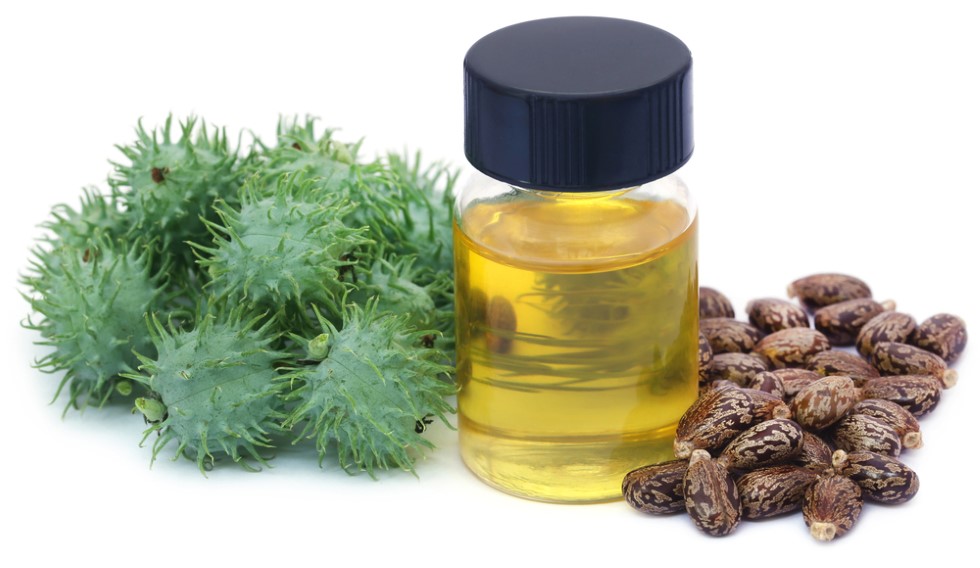 Medium sized jar of castor oil standing between a bunch of fresh and dried castor beans